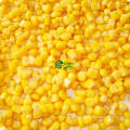 Hot Sell IQF Frozen Freshsuper Sweet Corn Kernel